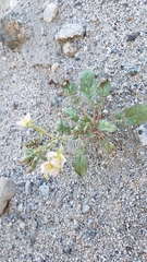 Chylismia claviformis claviformis