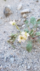 Chylismia claviformis claviformis