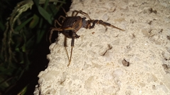 Acanthopachylus robustus