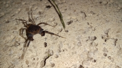 Acanthopachylus robustus