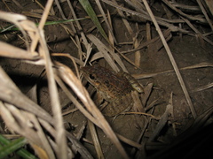 Leptodactylus fuscus