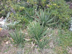 Agave difformis
