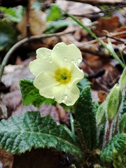 Primula vulgaris