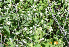 Alternanthera halimifolia