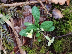 Primula vulgaris