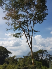 Albizia niopoides