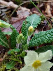 Primula vulgaris