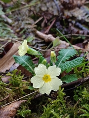 Primula vulgaris
