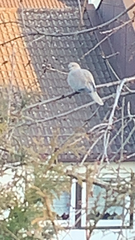 Streptopelia decaocto