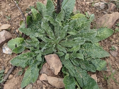 Echium creticum creticum