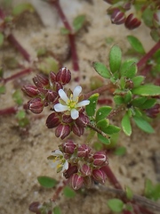 Polycarpon succulentum