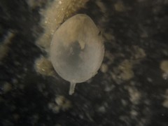 Oolina