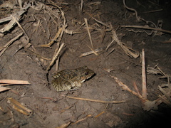 Leptodactylus fuscus