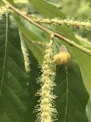 Chlorotabanus crepuscularis