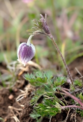 Pulsatilla campanella