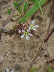 Polycarpon succulentum