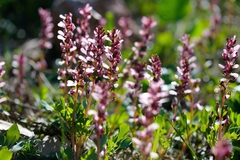 Corydalis ledebouriana