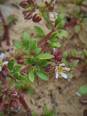 Polycarpon succulentum