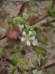 Polycarpon succulentum