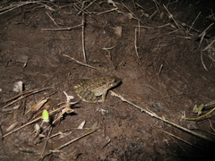 Leptodactylus fuscus