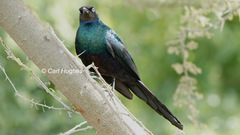 Lamprotornis caudatus