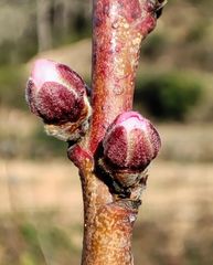 Prunus persica nucipersica