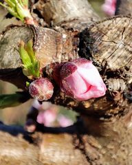 Prunus persica nucipersica