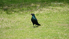 Lamprotornis caudatus