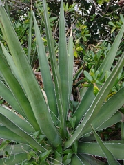 Agave difformis