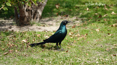 Lamprotornis caudatus