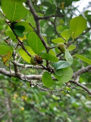 Margaritaria discoidea nitida