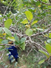 Margaritaria discoidea nitida