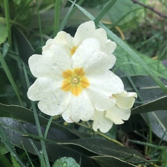 Primula vulgaris