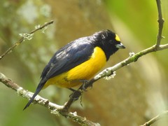 Euphonia concinna