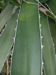 Agave difformis