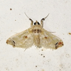 Neoleucinodes