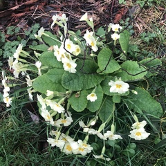 Primula vulgaris