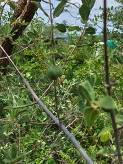 Vangueria dryadum