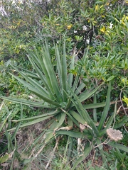 Agave difformis