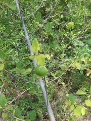 Vangueria dryadum