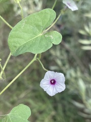 Ipomoea sinensis blepharosepala