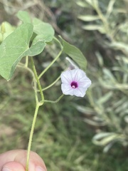 Ipomoea sinensis blepharosepala