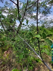 Vangueria dryadum
