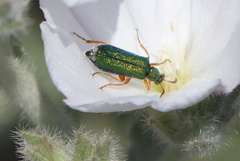 Diaphorocera hemprichi saudita