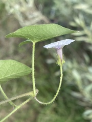 Ipomoea sinensis blepharosepala