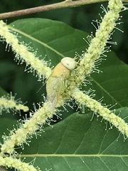 Chlorotabanus crepuscularis