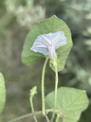 Ipomoea sinensis blepharosepala