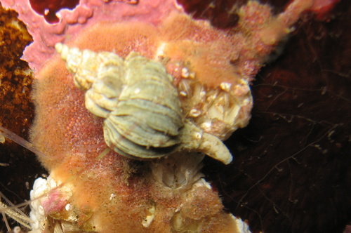 Boreotrophon clathratus, 2008-07-16