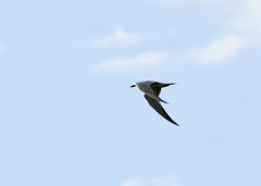 Gelochelidon nilotica