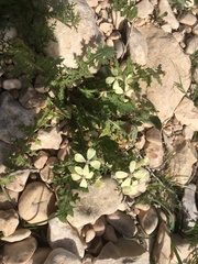 Enarthrocarpus strangulatus